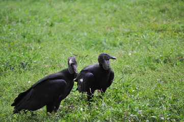 Pair of Black Vulture Birds in a Field