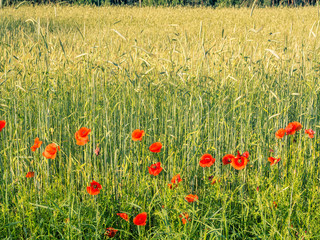 Red Poppy Flowers With Rye Ears In The Background