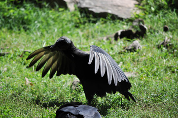 Black Vulture Bird with Wings Spread