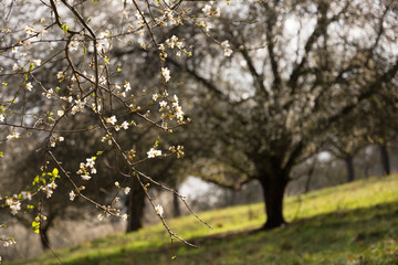 Blossoms of an apple tree