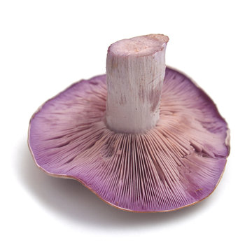 clitocybe nuda mushroom