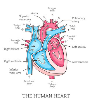Hand drawn illustration of  human heart anatomy. Educational diagram showing blood flow with main parts labeled. Vector illustration easy to edit