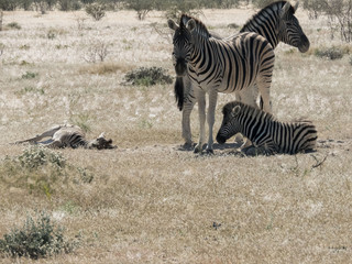 Gruppe Zebras