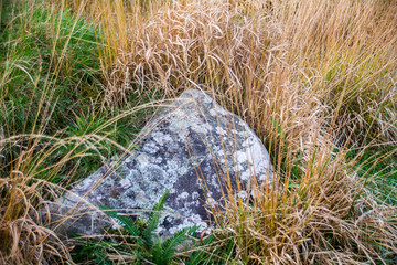 Large stone in grass