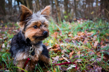 Yorkie im Herbst 6