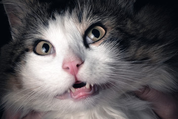 Frightened cat.