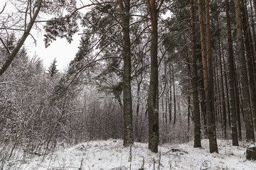 Winter coniferous forest in the snow