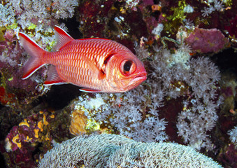 Ray-finned Pinecone Soldierfish