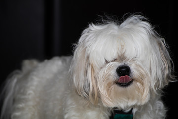 Cute White Dog Licking His Nose Portrait - 184691648