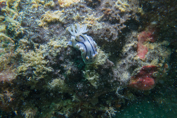 Obraz na płótnie Canvas nudibranch at under the sea, Philippines