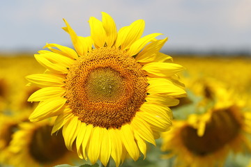 sunflower nice and warm in summer field with blooming sunflower blossoms.  yellow sunflowers . Ukraine. 2017.