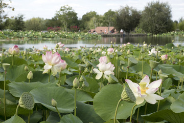 champ de fleurs de Lotus