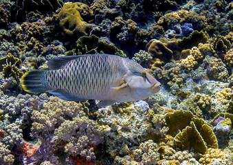Colourful Napoleon Wrasse