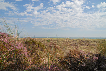 Heather on sand dunes of Studland National Nature Reserve, United Kingdom © Alexander