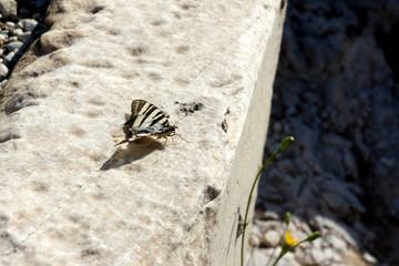 Greece.Athens.Swallowtail butterfly on the marble ruins of the Acropolis.