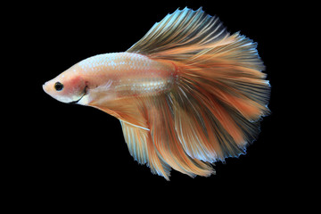 Fototapeta premium Halfmoon Gold betta isolated on black background