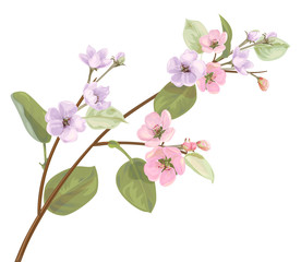 Spring blossom (bloom), branch with mauve, pink apple tree flowers. Bouquet light floret, buds, green leaves on white background. Digital draw, close-up in watercolor style, vintage, vector