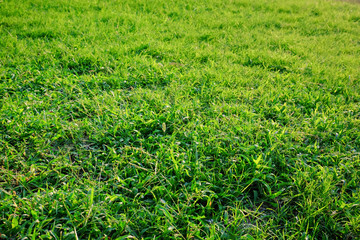 Fresh green grass outdoors