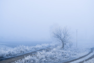 Frosty misty morning landscape in the village.