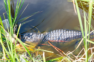American Alligator in Florida Wetland. Everglades National Park in USA.