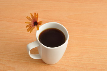 An orange daisy with a white mug