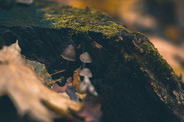 Moss on a stump in the autumn forest.