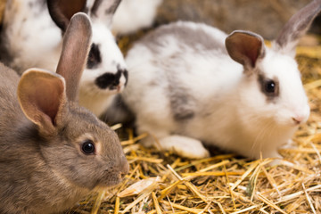 Obraz premium rabbits at the cage