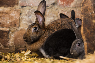 rabbits at the cage