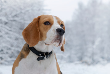Beagle dog walking in the winter snowy forest