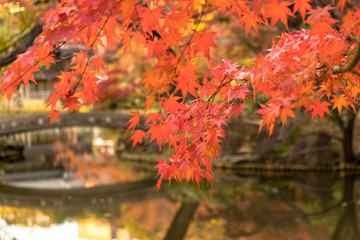 Autumn leaves of Higo Hosokawa garden / Higo-Hosokawa Garden is a park in Bunkyo Ward, Mejirodai, Bunkyo-ku, Tokyo.