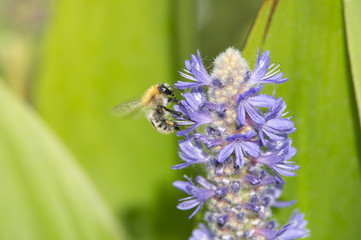 Abeille sur fleur violette
