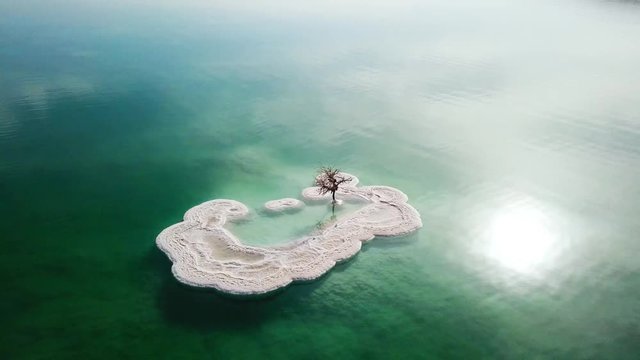 Aerial footage of a Bare tree on a salt deposit in the Dead Sea