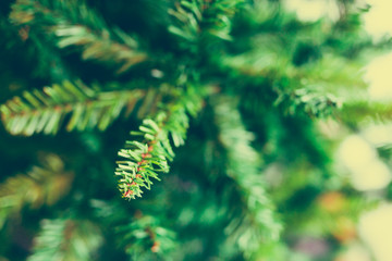 detail of Christmas tree branches