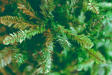 detail of Christmas tree branches