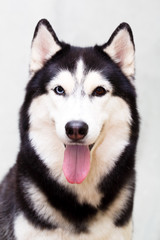 Fototapeta premium Siberian Husky at home