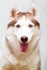 Siberian Husky at home