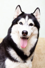 Siberian Husky at home