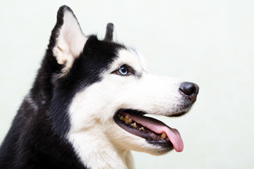 Siberian Husky at home