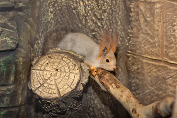 Funny squirrel in the zoo
