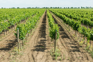 Fototapeta na wymiar Beautiful vineyards