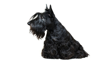 Black Scottish Terrier dog