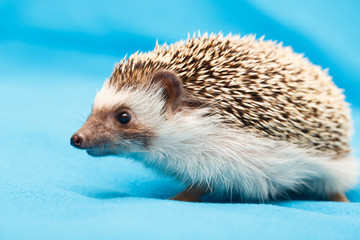 African hedgehog at home