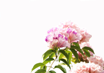 Fototapeta na wymiar Garlic vine beautiful flowers pink color with leaves on white background