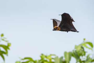Flying bat (Lyle's flying fox)