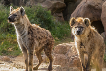 Spotted Hyena pair