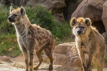 Tuinposter Spotted Hyena pair © David