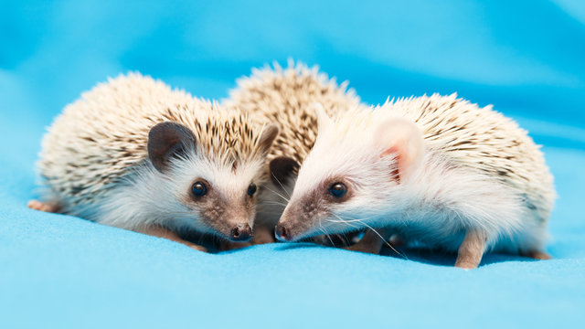 African hedgehog at home