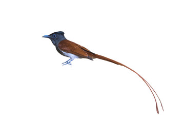 Asian Paradise Flycatcher isolated on white background