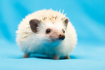 African hedgehog at home