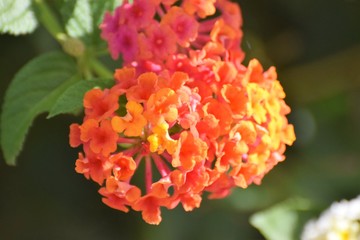 beautiful exotic shrub